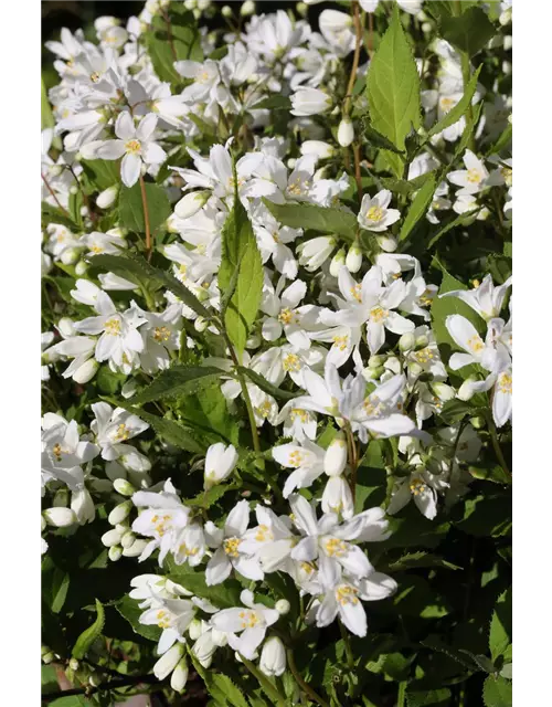 Deutzia rosea 'Yuki Snowflake'®