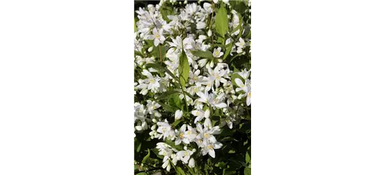 Deutzia rosea 'Yuki Snowflake'®