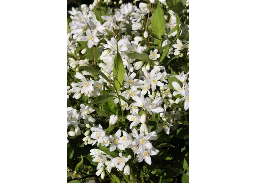 Deutzia rosea 'Yuki Snowflake'®