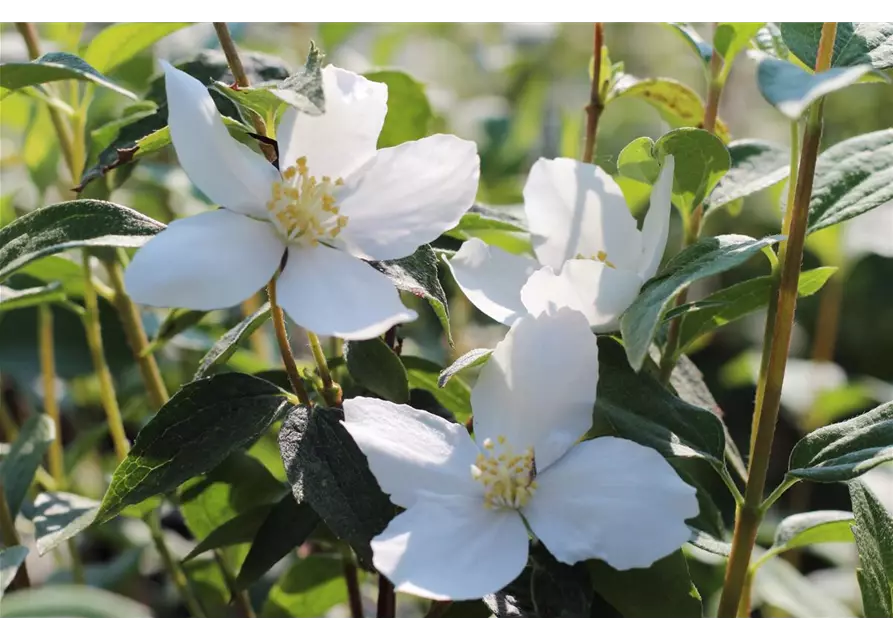 Gartenjasmin Fl´Aroma® 'Glorius Odor'