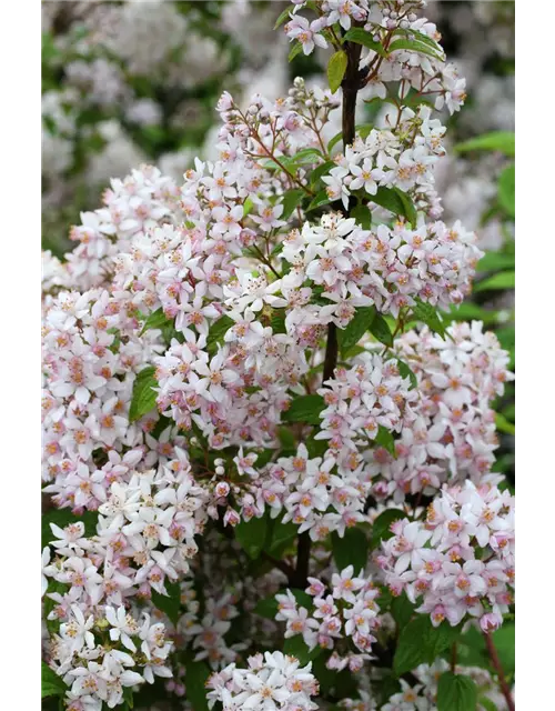 Rosendeutzie 'Mont Rose'