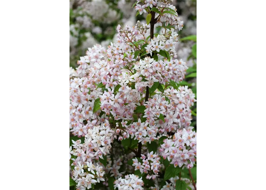 Rosendeutzie 'Mont Rose'