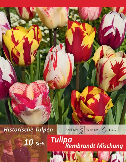 Tulpe Rembrandt Mischung