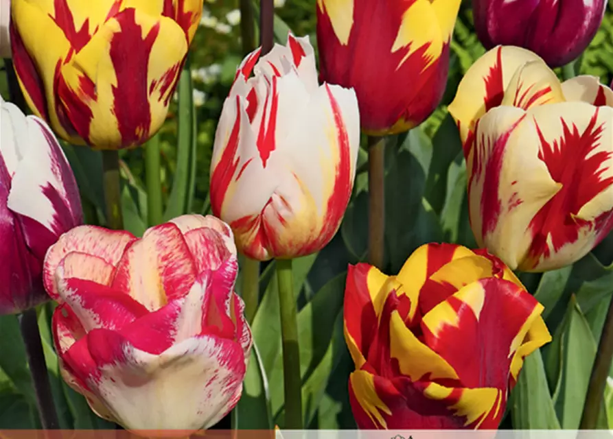 Tulpe Rembrandt Mischung