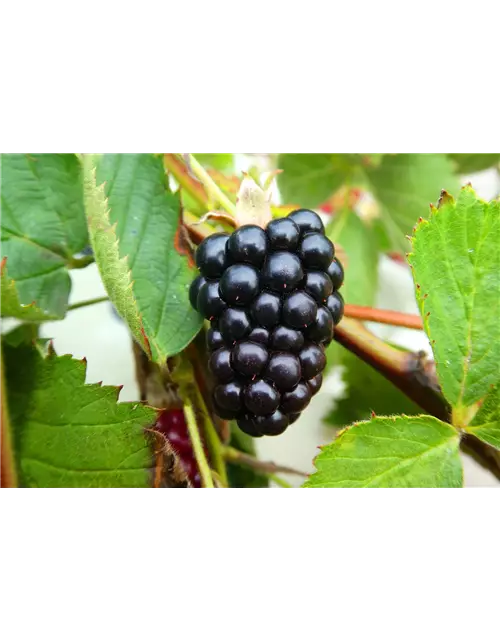 Rubus fruticosus 'Navaho Summerlong'®