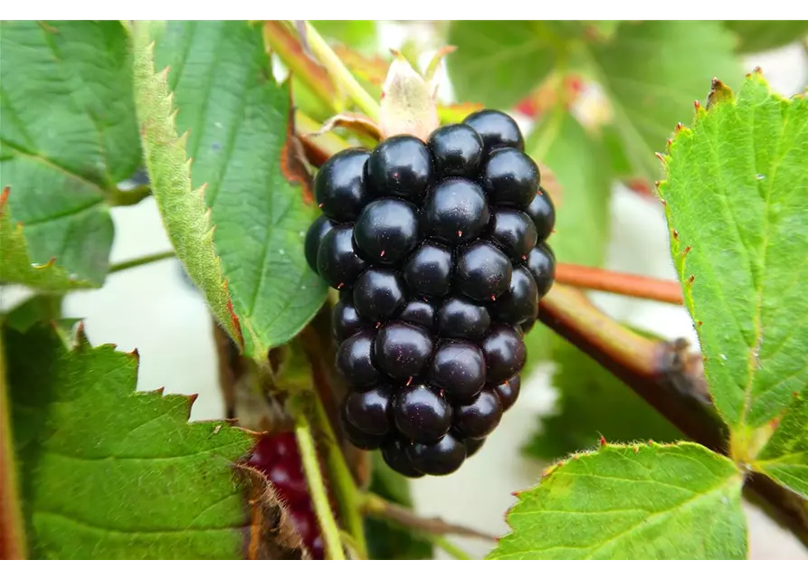 Rubus fruticosus 'Navaho Summerlong'®