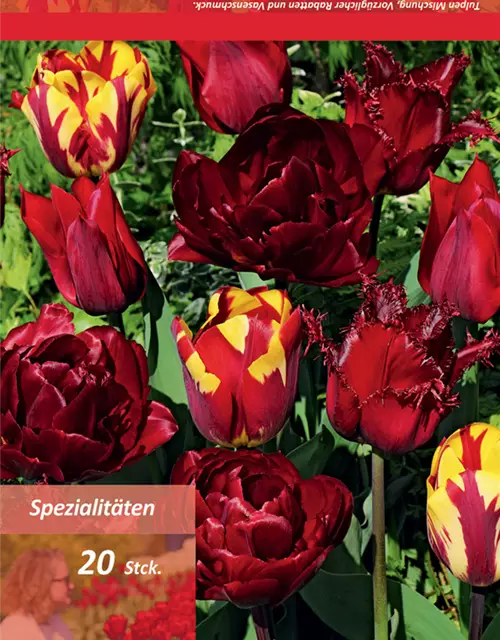 Tulpe Lebendiges Rot 