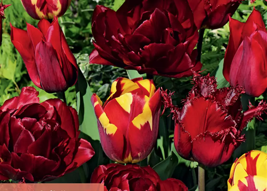 Tulpe Lebendiges Rot 