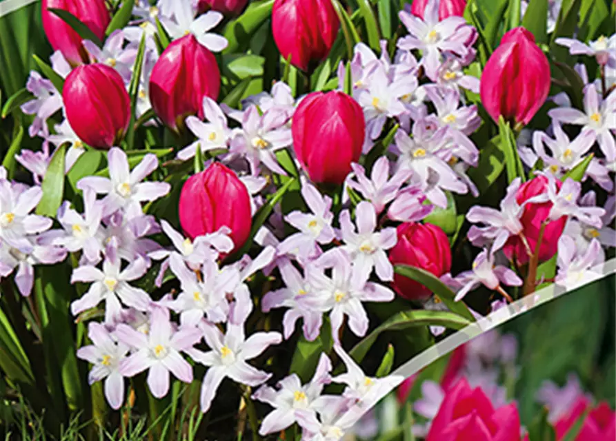 Tulp pulchella Violacea + Chionodoxa Pink Giant6/+