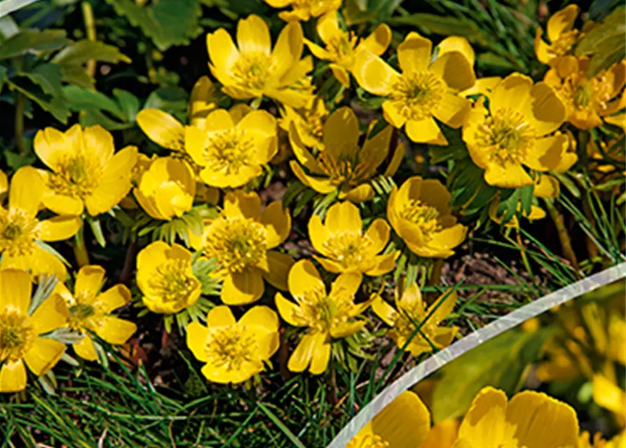 Eranthis cilicica