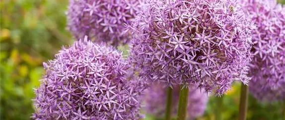 Wie ein pflegeleichter Garten gestaltet wird