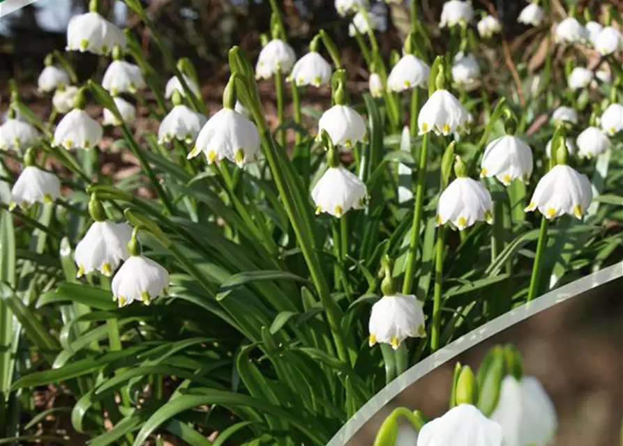 Leucojum Vernum