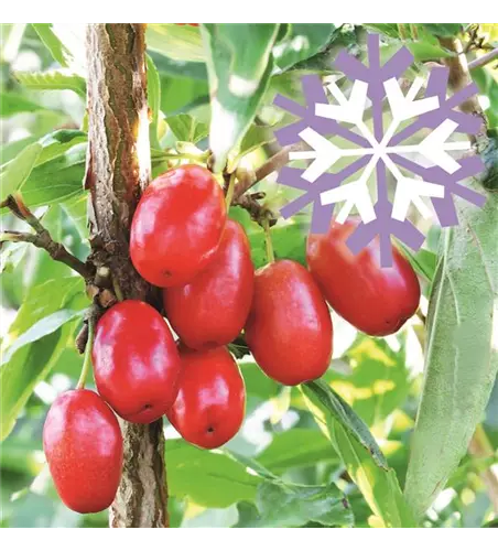 Kornelkirsche Polar Fruits® 'Cornel Berry'