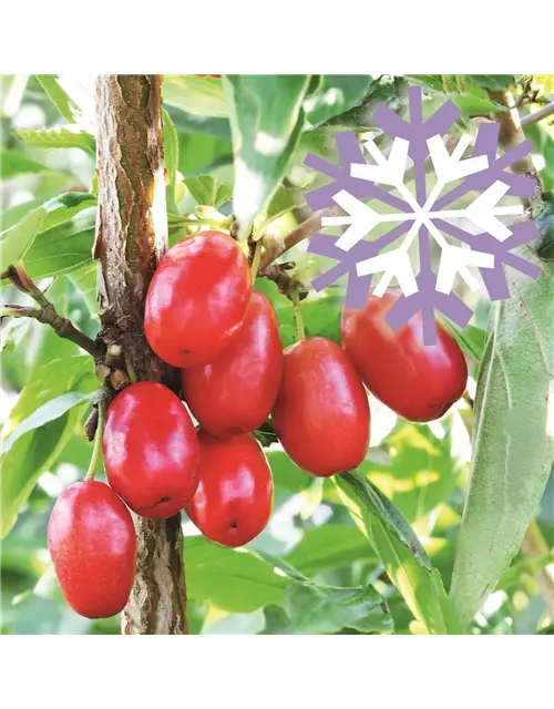 Kornelkirsche Polar Fruits® 'Cornel Berry'