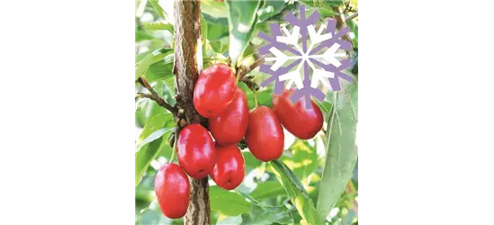 Kornelkirsche Polar Fruits® 'Cornel Berry'