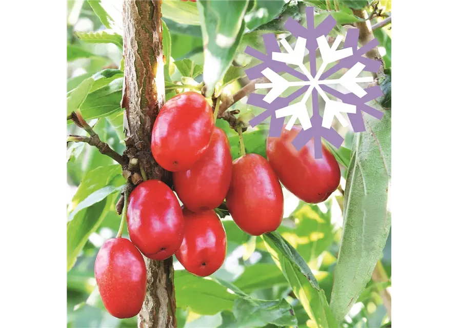 Kornelkirsche Polar Fruits® 'Cornel Berry'