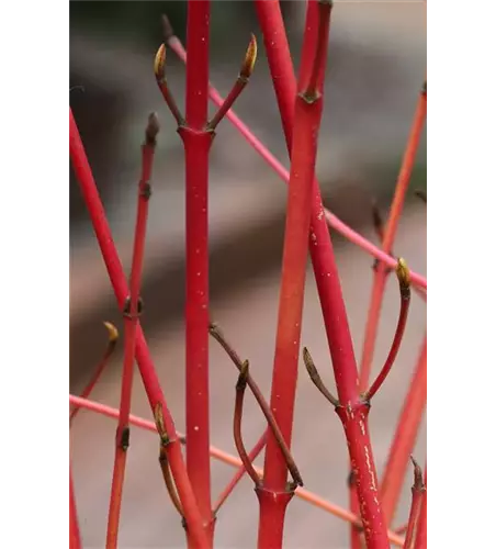 Roter Hartriegel 'Annys Winter Orange'