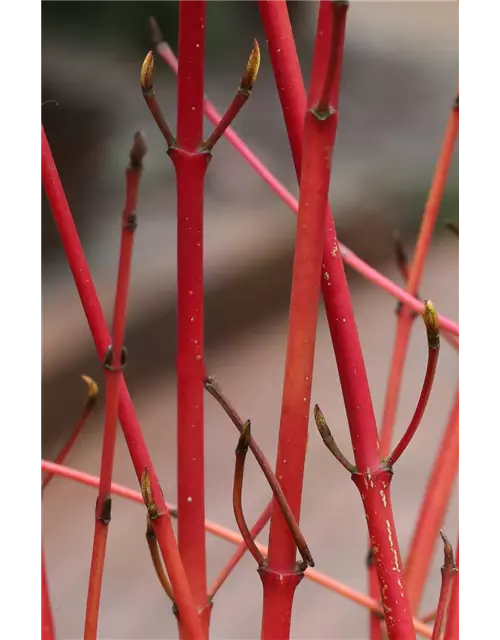 Roter Hartriegel 'Annys Winter Orange'