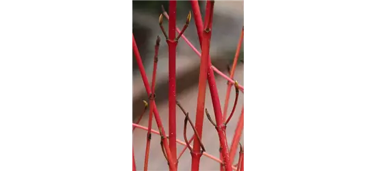 Roter Hartriegel 'Annys Winter Orange'