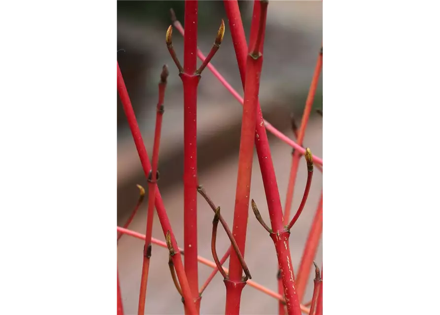 Roter Hartriegel 'Annys Winter Orange'