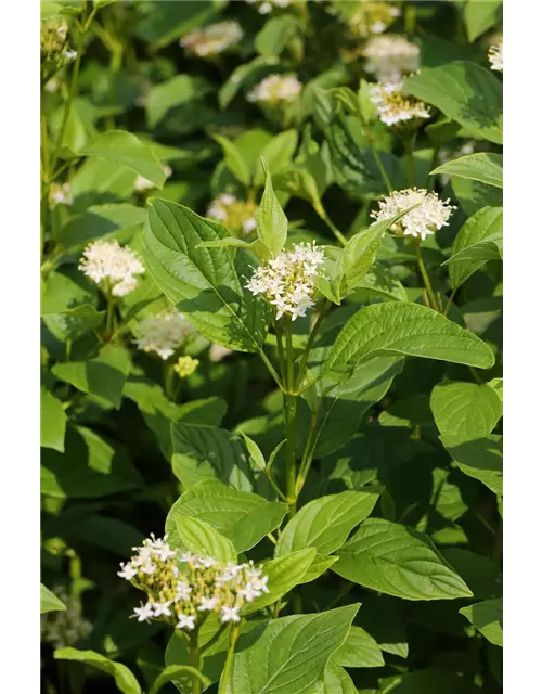 Gelbholz-Hartriegel 'Flaviramea'