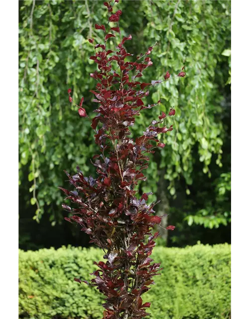 Säulen-Blutbuche 'Dawyck Purple'