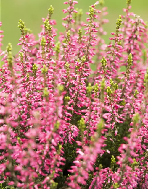 Calluna vulgaris Gardengirls®