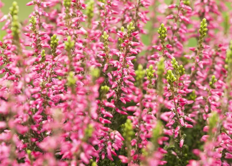 Calluna vulgaris Gardengirls®