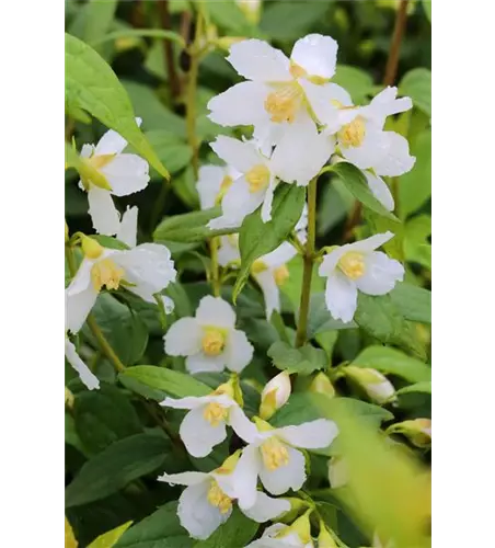 Gartenjasmin 'Avelanche'