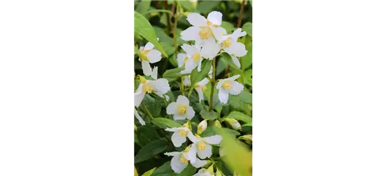 Gartenjasmin 'Avelanche'