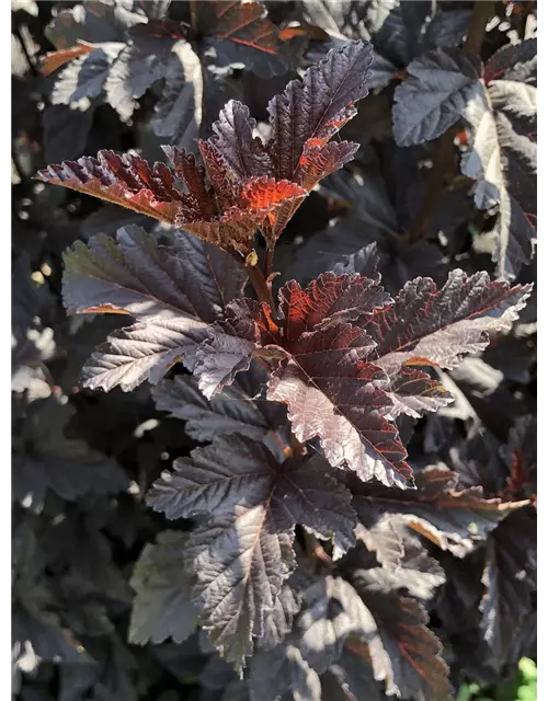 Fasanenspiere 'Midnight'