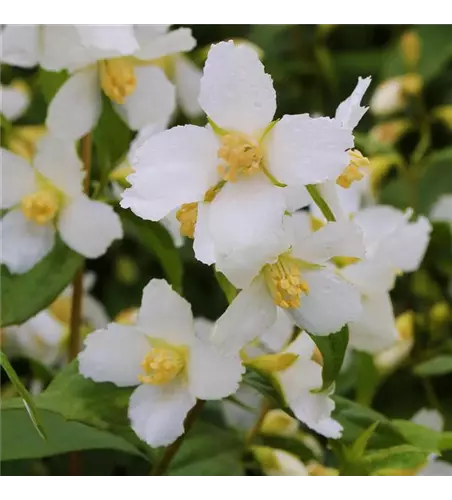 Pfeifenstrauch 'Mont Blanc'