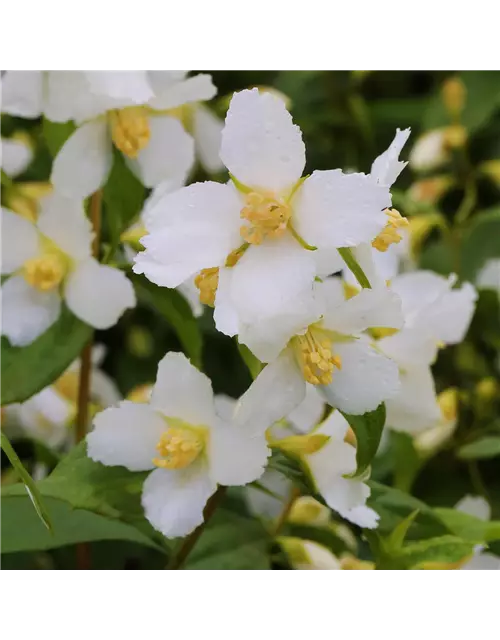 Pfeifenstrauch 'Mont Blanc'