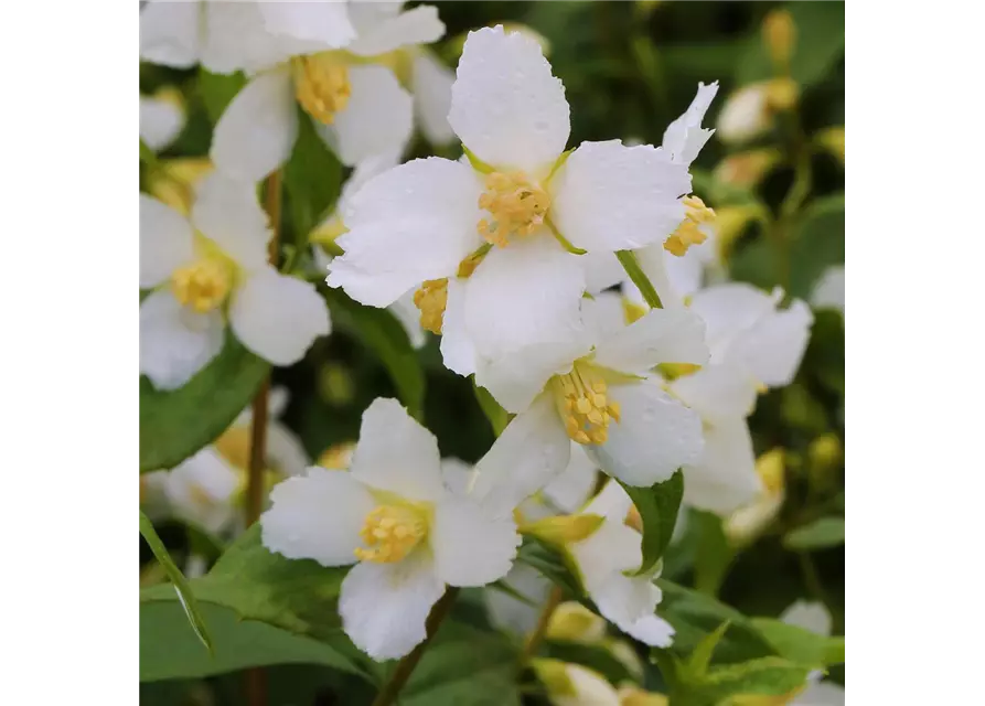 Pfeifenstrauch 'Mont Blanc'