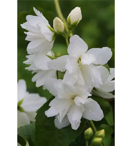 Gartenjasmin 'Natchez'