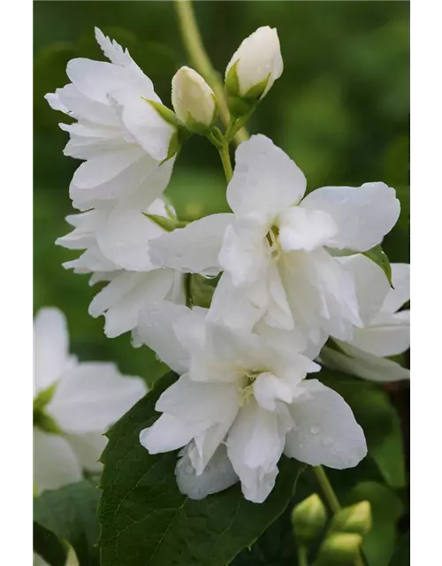 Gartenjasmin 'Natchez'