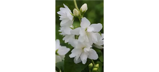 Gartenjasmin 'Natchez'