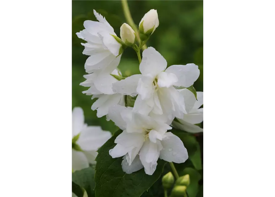 Gartenjasmin 'Natchez'