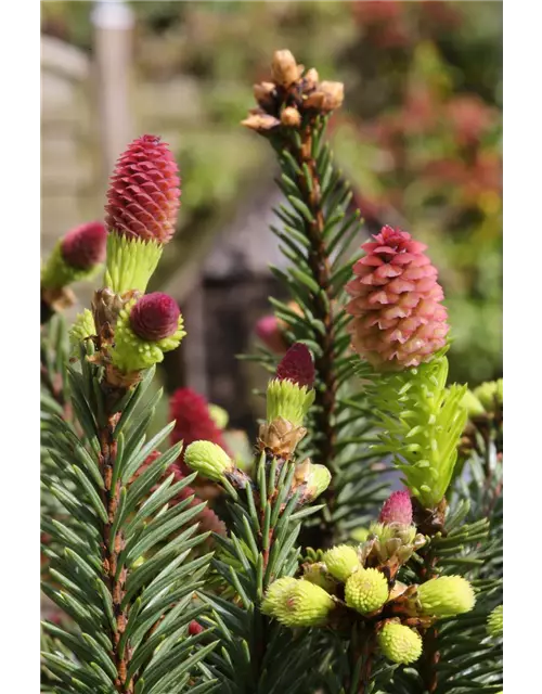 Picea abies 'Pusch'