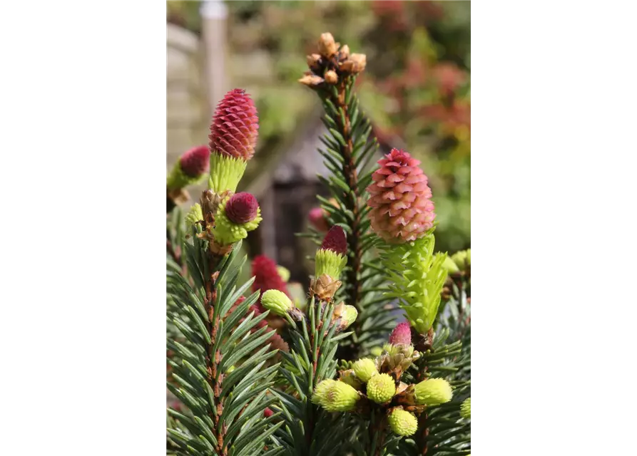 Picea abies 'Pusch'