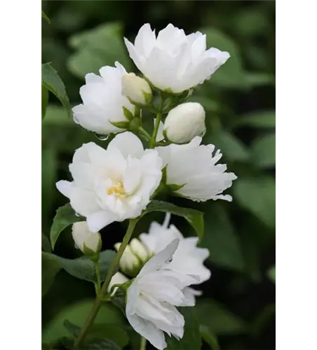 Gefüllter Gartenjasmin 'Virginal'