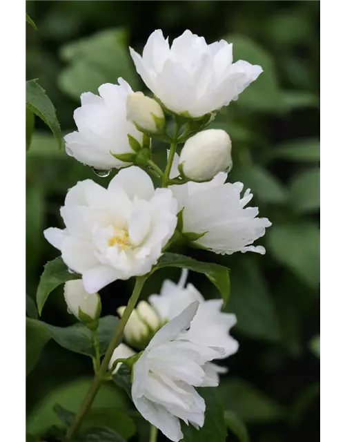 Gefüllter Gartenjasmin 'Virginal'