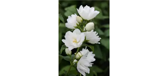 Gefüllter Gartenjasmin 'Virginal'