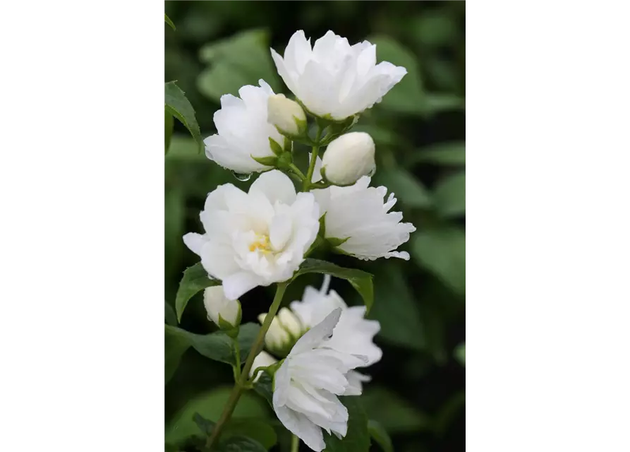 Gefüllter Gartenjasmin 'Virginal'