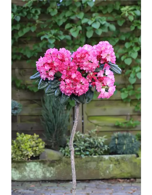 Yaku-Rhododendron 'Fantastica'