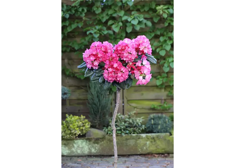 Yaku-Rhododendron 'Fantastica'