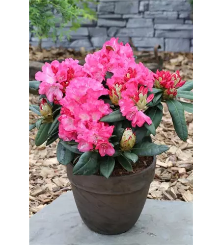 Yaku-Rhododendron 'Fantastica'