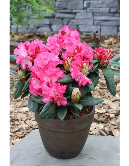 Yaku-Rhododendron 'Fantastica'