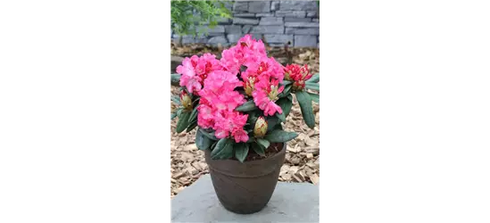 Yaku-Rhododendron 'Fantastica'