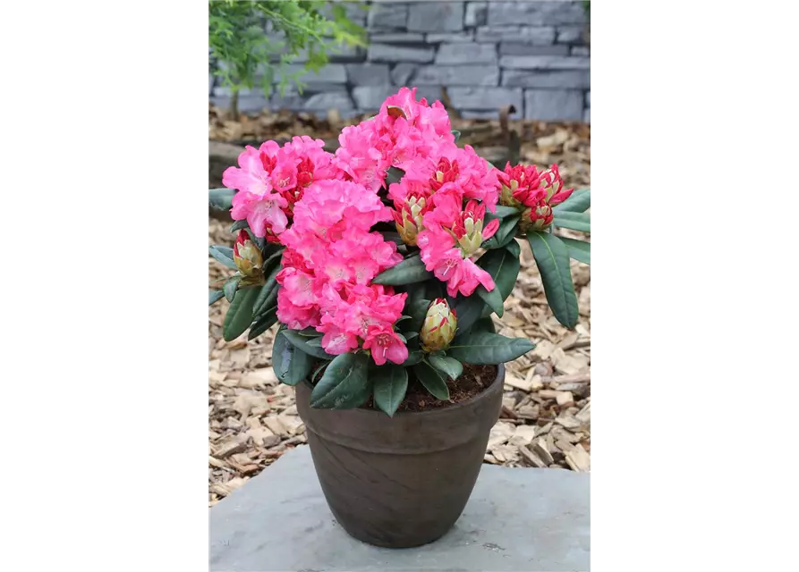 Yaku-Rhododendron 'Fantastica'